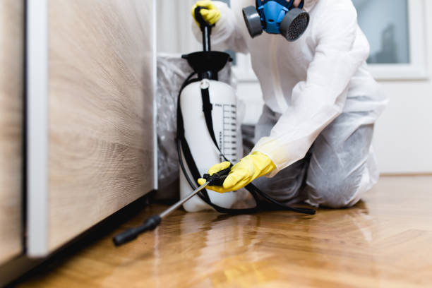 Wasp Removal Services in El Segundo, CA